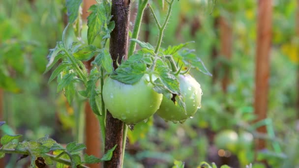Tomater, gröna tomater i trädgården. Vattning tomater — Stockvideo