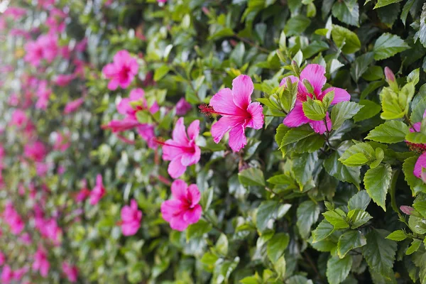 Belle fleur rose sur les buissons verts . — Photo
