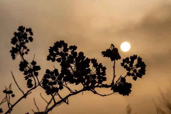 Torr gren på bakgrunden av solnedgången — Stockfoto