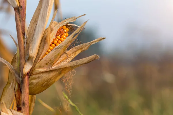 Mazorca de maíz seco en el campo del atardecer — Foto de Stock