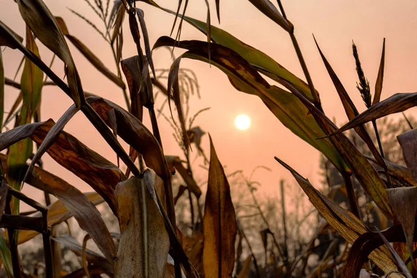 Mazorca de maíz seco en el campo al atardecer. retroiluminación — Foto de Stock