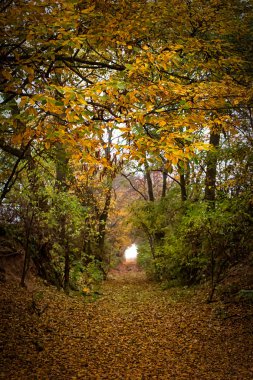 akşam sonbahar manzara. sisli hava