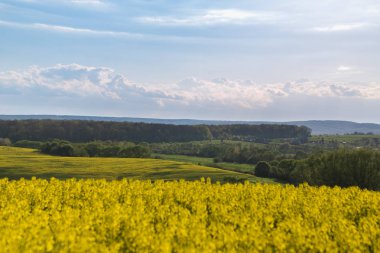 manzara, Ukraynalı yatay, alan, elma çiçeği günbatımı