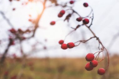 Alıç çilek geç sonbahar. boşaltmak