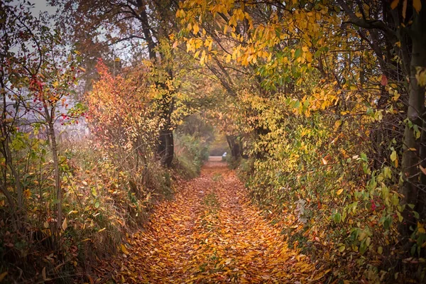 Abendliche Herbstlandschaft. Nebelwetter — Stockfoto