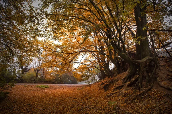 Abendliche Herbstlandschaft. Nebelwetter — Stockfoto