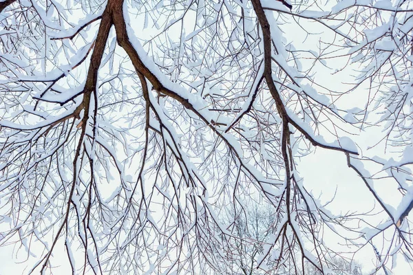 Árboles de invierno en la nieve. invierno ramas secas de árboles en la nieve. la vista inferior. lugar para el texto — Foto de Stock