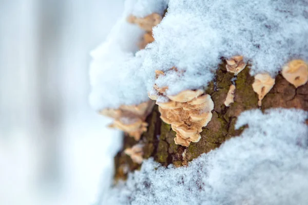 La seta de madera sobre el tronco del árbol en el bosque invernal. lugar para el texto — Foto de Stock