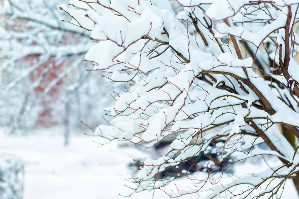 Árboles de invierno en la nieve. invierno ramas secas de árboles en la nieve . — Foto de Stock