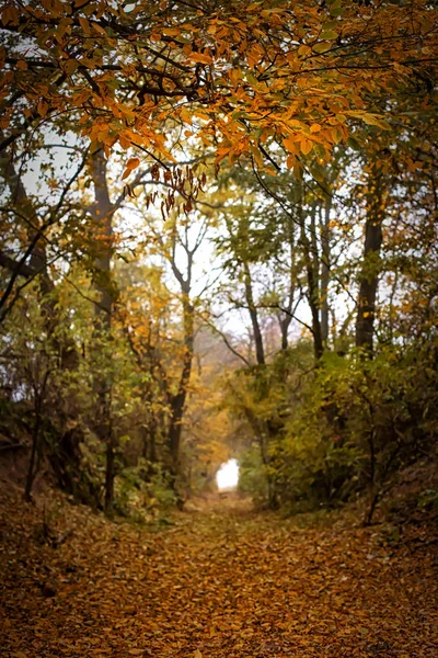 Paysage d'automne soir. temps brumeux — Photo