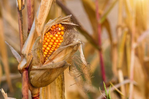 Mazorca de maíz seco en el campo del atardecer — Foto de Stock