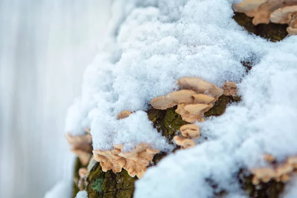 La seta de madera sobre el tronco del árbol en el bosque invernal. lugar para el texto — Foto de Stock