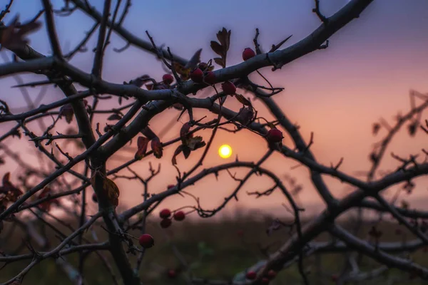 Die Weißdornbeeren des Spätherbstes. Kopierraum — Stockfoto