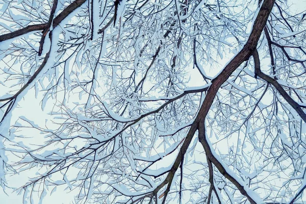 Árboles de invierno en la nieve. invierno ramas secas de árboles en la nieve. la vista inferior. lugar para el texto — Foto de Stock