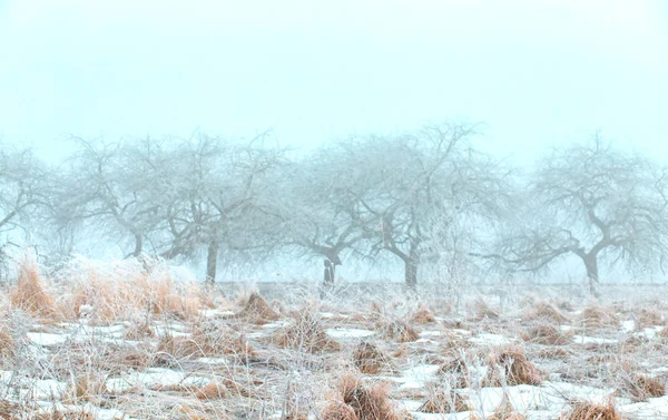 Paisaje de invierno. heladas en las plantas en el campo. fuerte helada — Foto de Stock