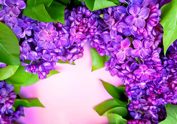 Krásný tmavě fialový čerstvý šev na růžovém pozadí, purpurové pozadí, místo pro text, pohled shora — Stock fotografie