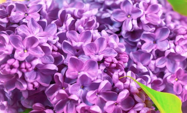 Vacker mörk lila färsk lila makro på en rosa bakgrund, violett bakgrund, fjäder bakgrund, plats för text, uppifrån — Stockfoto