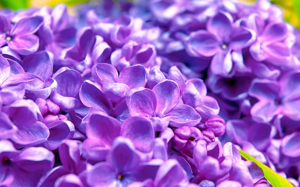 Vacker mörk lila färsk lila makro på en rosa bakgrund, violett bakgrund, fjäder bakgrund, plats för text, uppifrån — Stockfoto