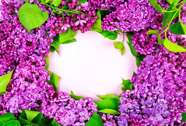 Vacker mörk lila fräsch lila på rosa bakgrund, lila bakgrund, plats för text, uppifrån — Stockfoto