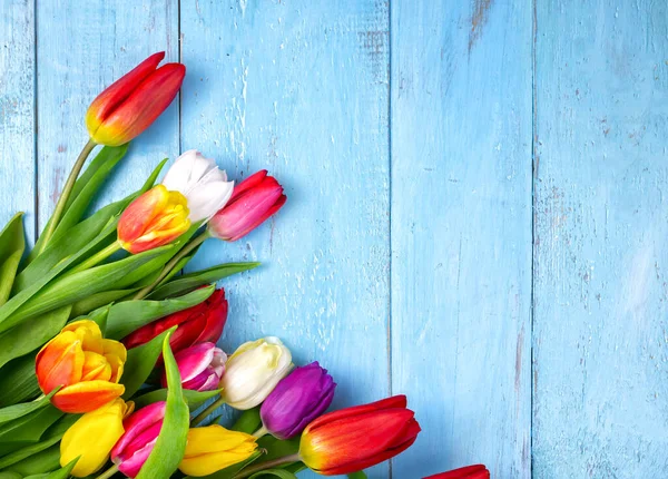 Bukiet tulipanów na niebieskim drewnianym stole. Dzień szczęśliwy damskie. 8 marca, dzień matki. Położyć płasko i kopiować miejsca Obrazek Stockowy