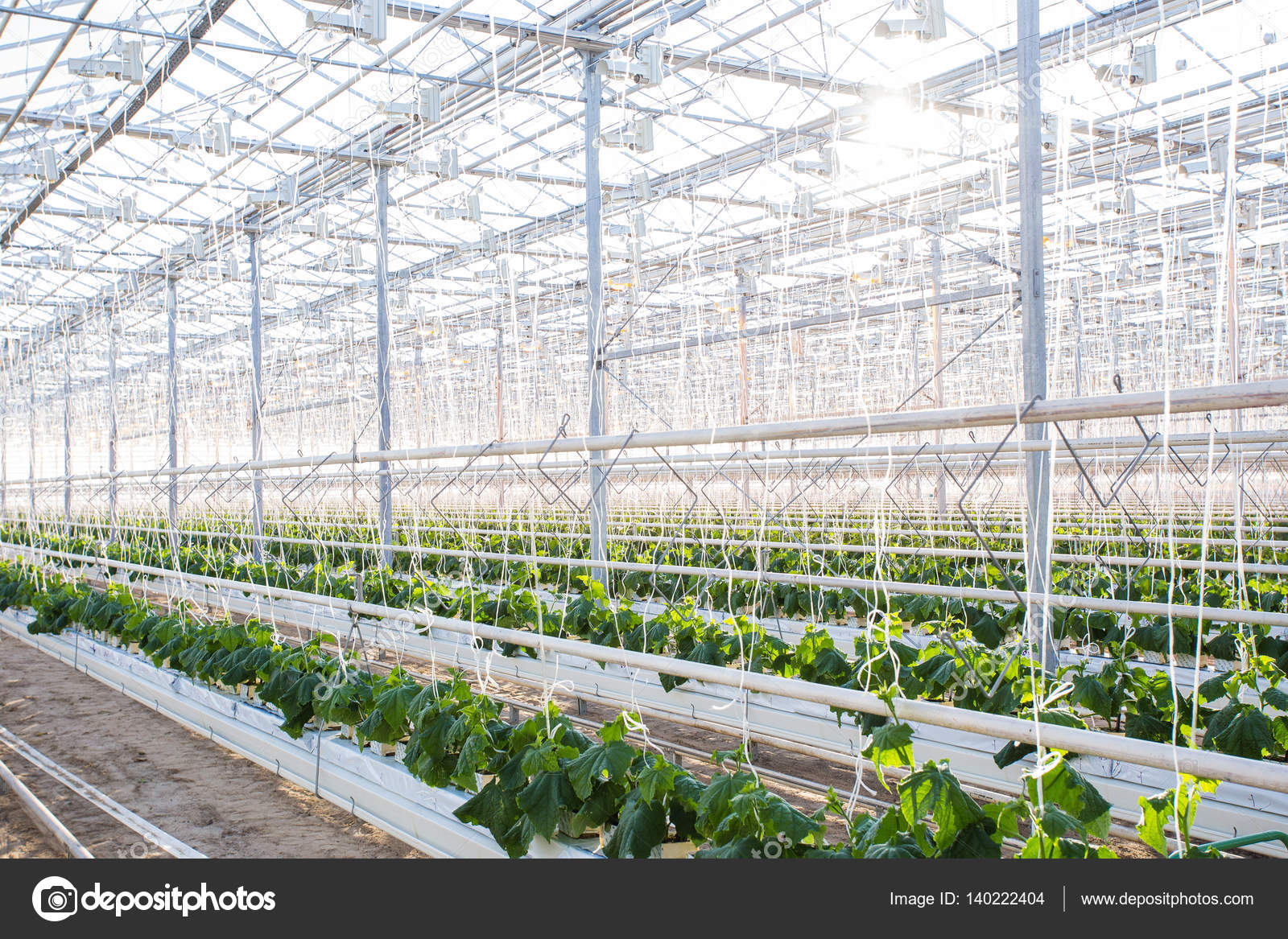 Pflanzen im Gewächshaus. Gurkenpflanzen wachsen — Stockfoto ... Pflanzen im Gewächshaus. Gurkenpflanzen wachsen — Stockfoto ...