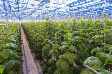 Bitki sera içinde. Salatalık bitkiler