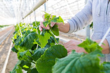 Bitki sera içinde. Salatalık bitkiler