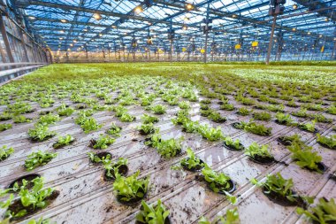 Bitkiler sera içinde. Büyüyen yeşil salata