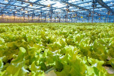 Bitkiler sera içinde. Büyüyen yeşil salata