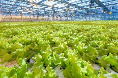 Bitkiler sera içinde. Büyüyen yeşil salata
