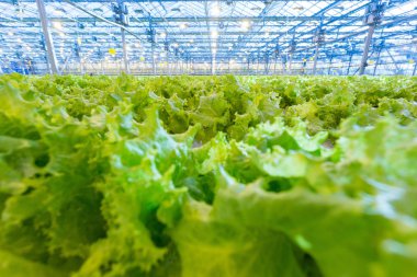 Bitkiler sera içinde. Büyüyen yeşil salata