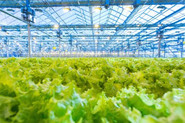 Bitkiler sera içinde. Büyüyen yeşil salata