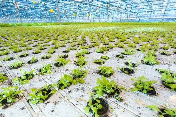 Plantas en el invernadero. Cultivo de ensalada verde — Foto de Stock