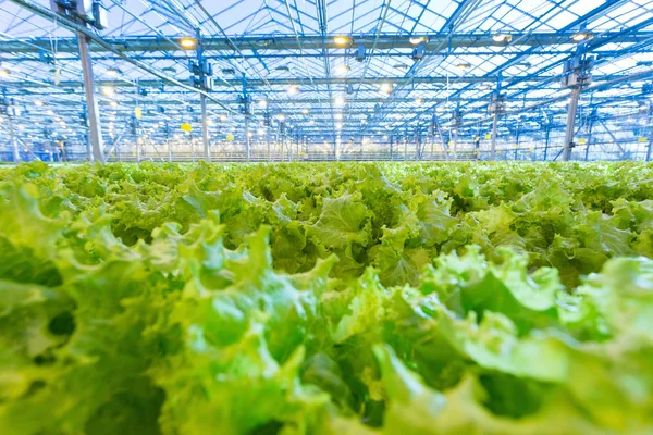 Plantas en el invernadero. Cultivo de ensalada verde — Foto de Stock