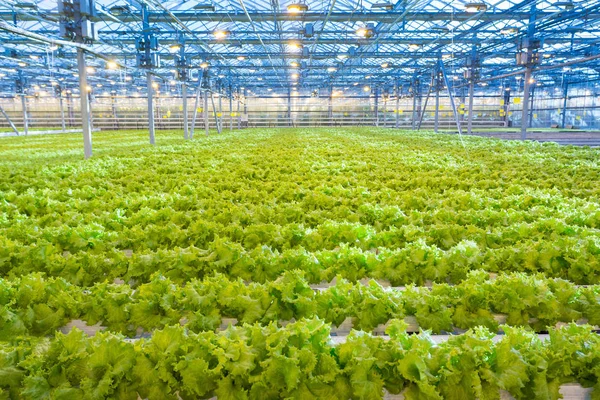 温室の植物。成長のグリーン サラダ — ストック写真