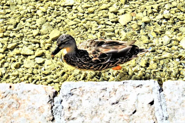 Koenigsee Gölü Almanya