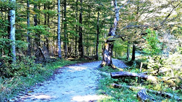Koenigsee Gölü Almanya