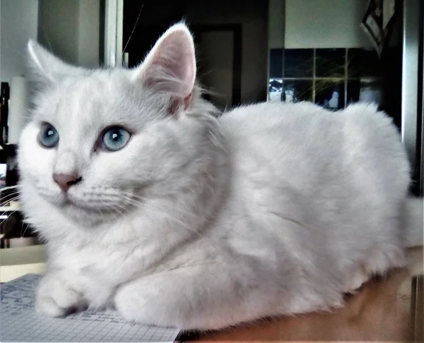 Benim beyaz genç Kat