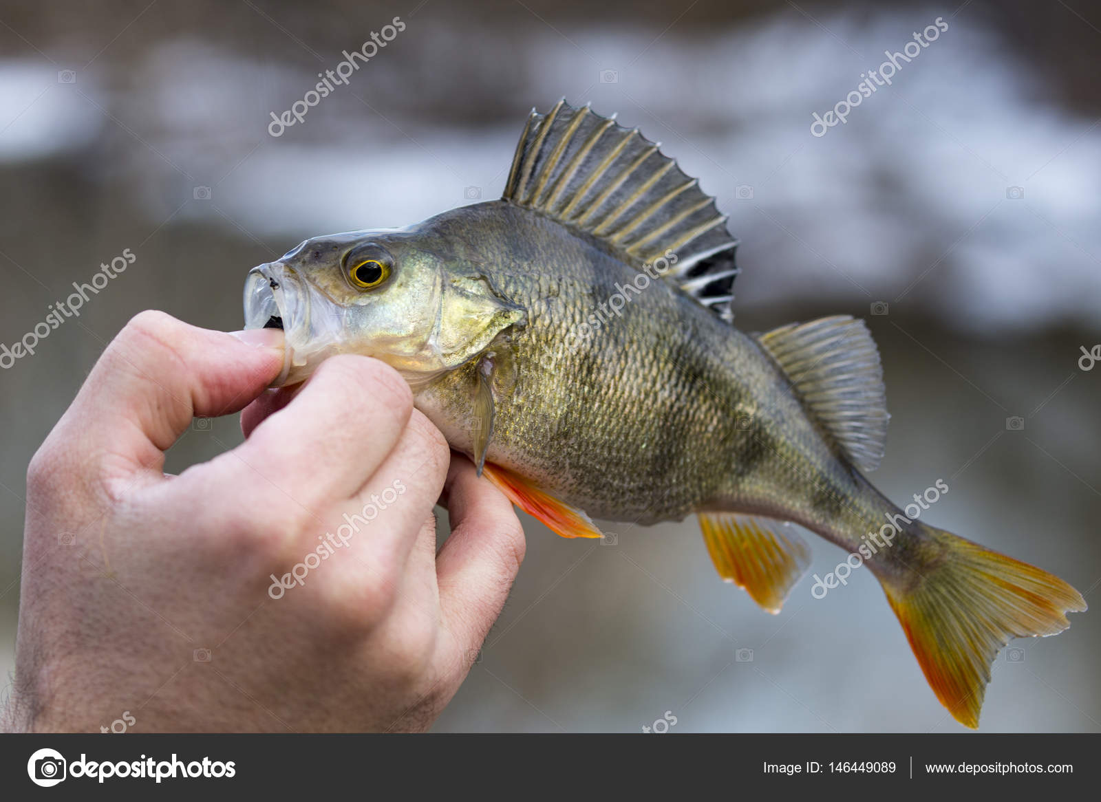 Levrek nehri Levrek nehri