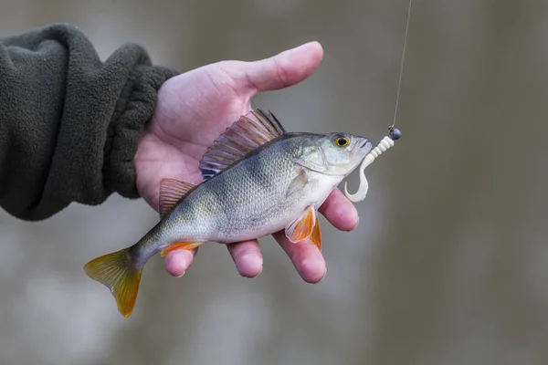 Pescador en la orilla del río, un pescador cogió una percha — Foto de Stock