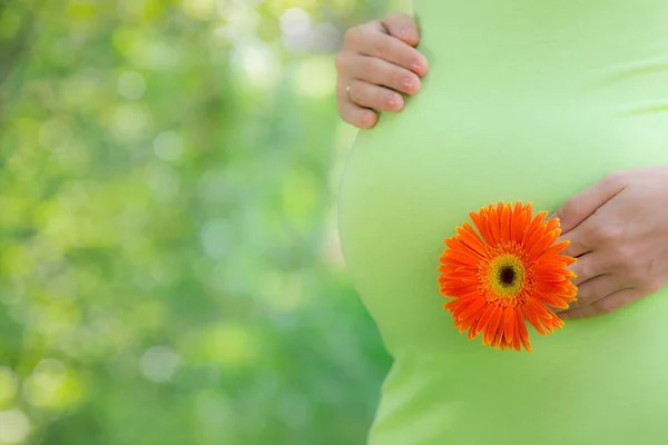 Krásné břicho mladé těhotné ženy — Stock fotografie