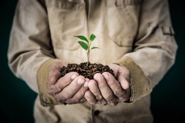 adam holding genç bitki