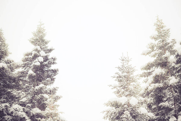 spruces covered with snow