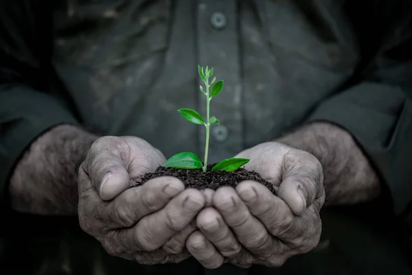 手に若いオリーブの木を保持シニア 一握りの緑の芽を持つ老人 アースデイ春休みのコンセプト — ストック写真