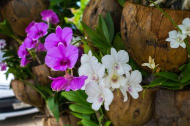 Orkide Pembe çiçek güzel