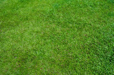 suni çim arka plan mimarisi için 