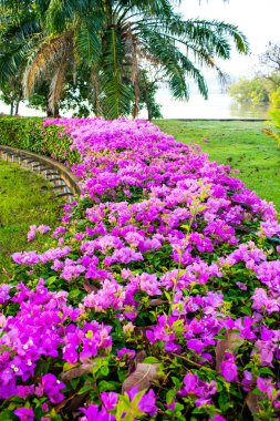 Bahçedeki çiçekler