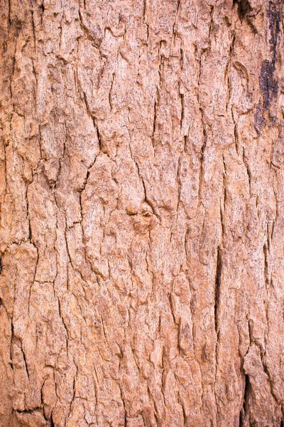 Velho marrom árvore casca fundo papel de parede. Incrível e perfeito na — Fotografia de Stock