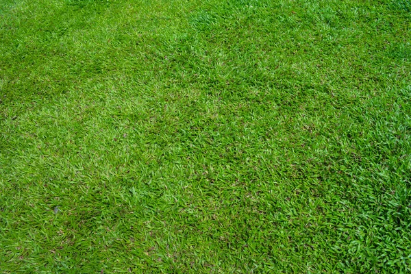 Artificial grass background for architecture — Stock Photo, Image