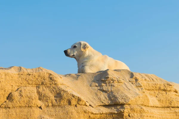 Perro pastor de Shetland en la playa —  Fotos de Stock